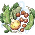 Chestnut Salad