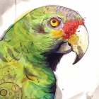 Parrot Portrait