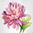 Pink Mum